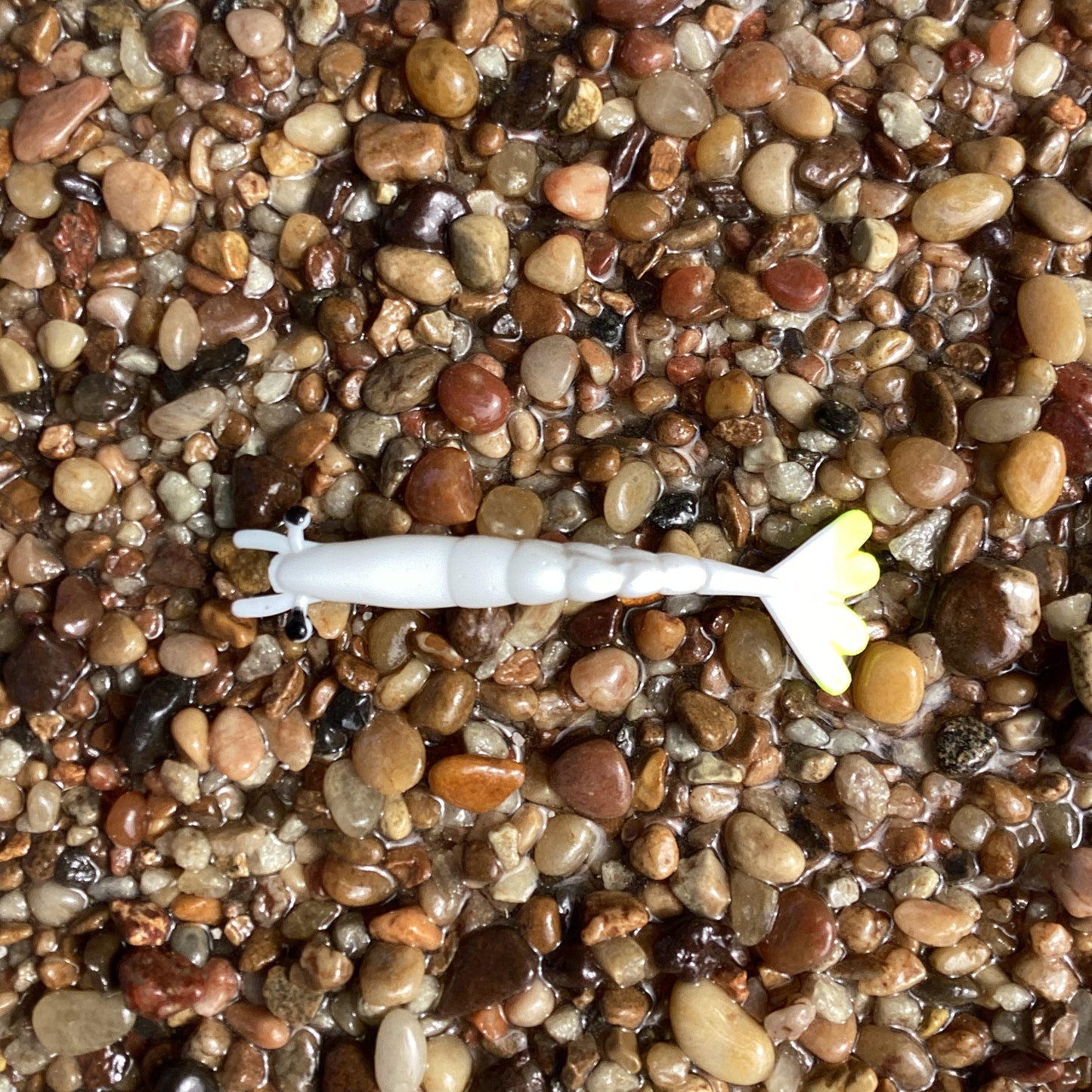 3" Aransas Shrimp w/Chartreuse Tail