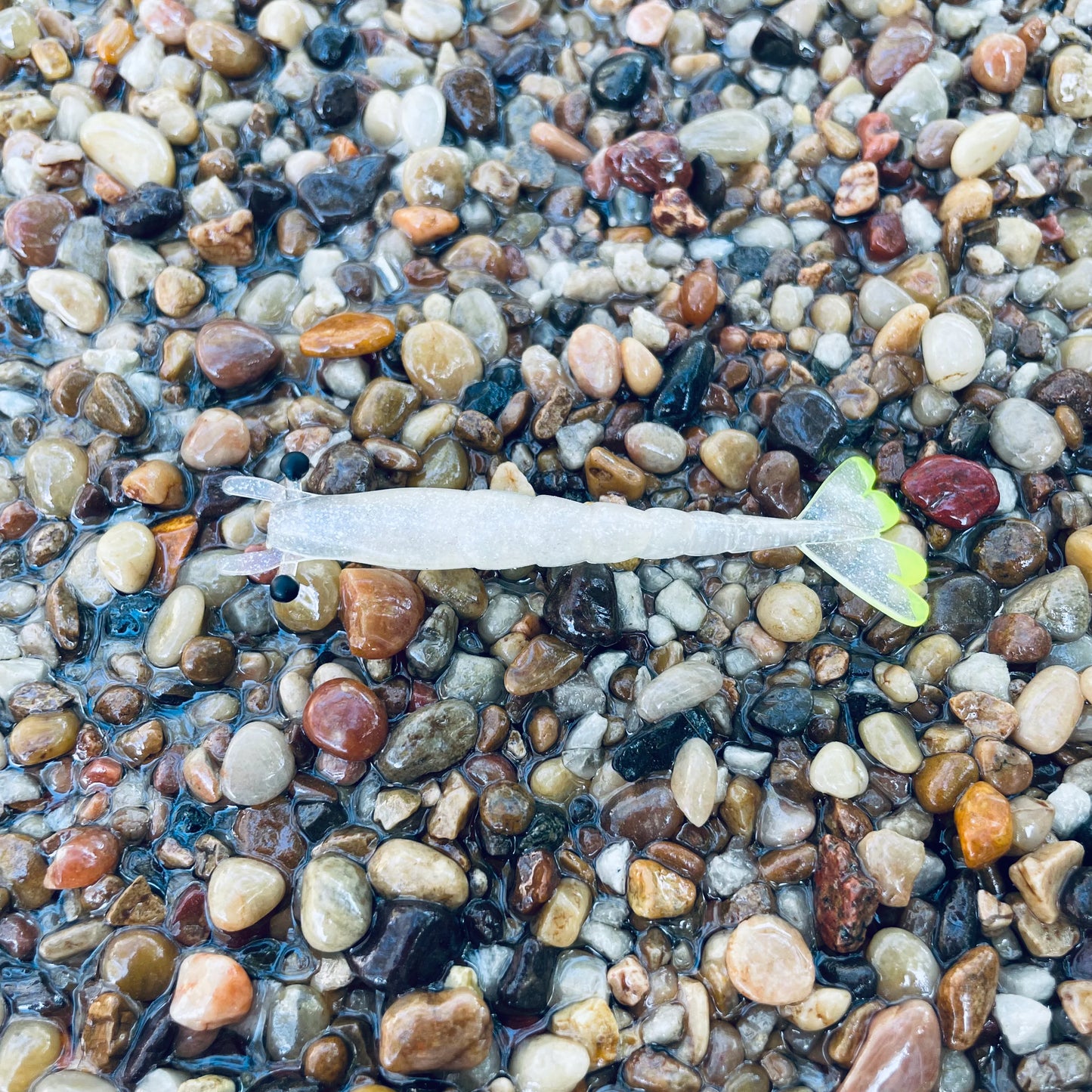 4" Finesse Shrimp Diamond Dust w/Chartreuse Tail