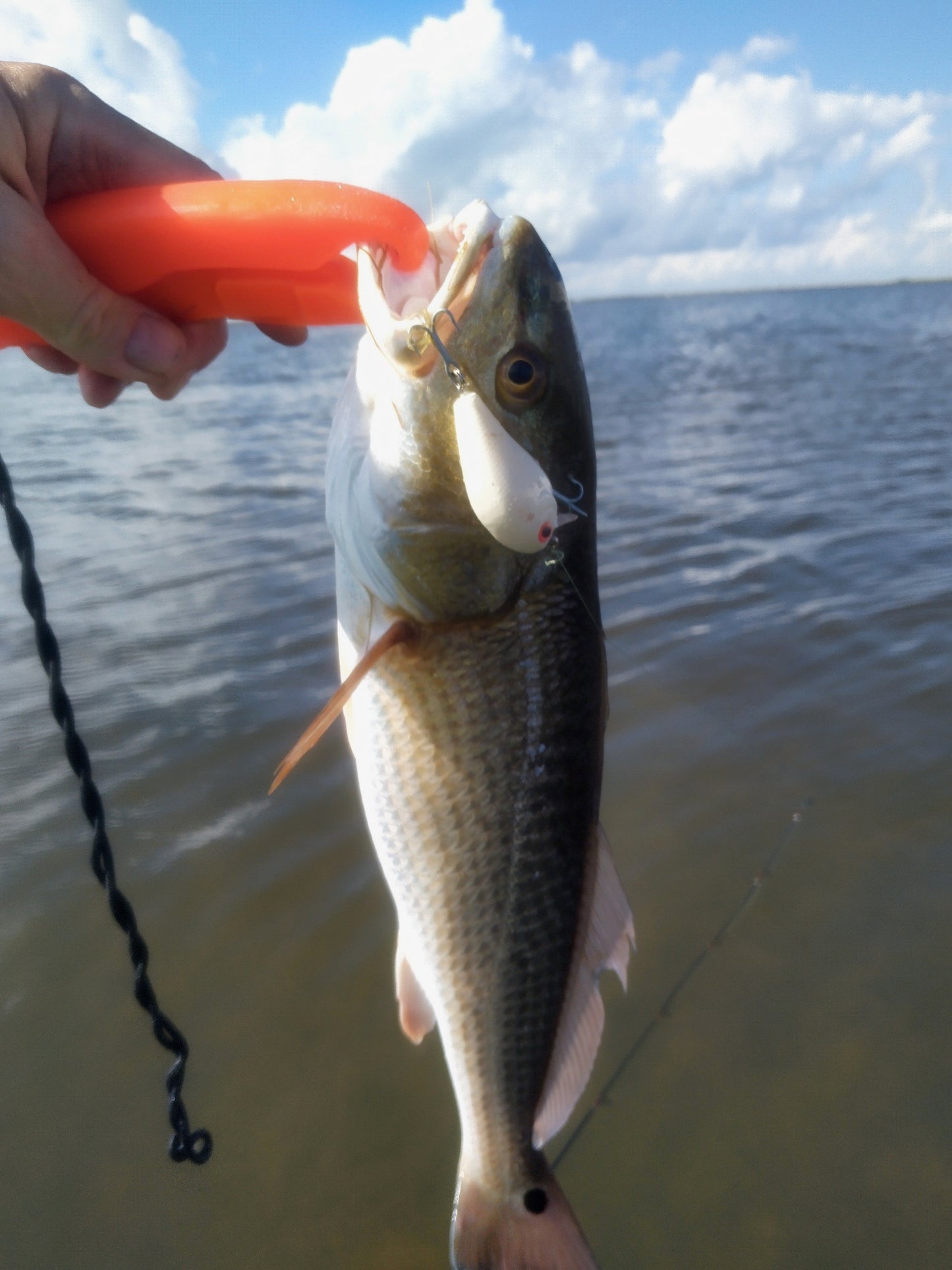 1.75" Mini Wake OG Bone