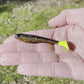Flats Shad Texas Roach  3.2"
