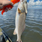 Flatwater Walker OG Bone