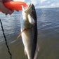 Flatwater Mini Wake OG Bone