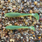 Flats Shad Natural 3.2"
